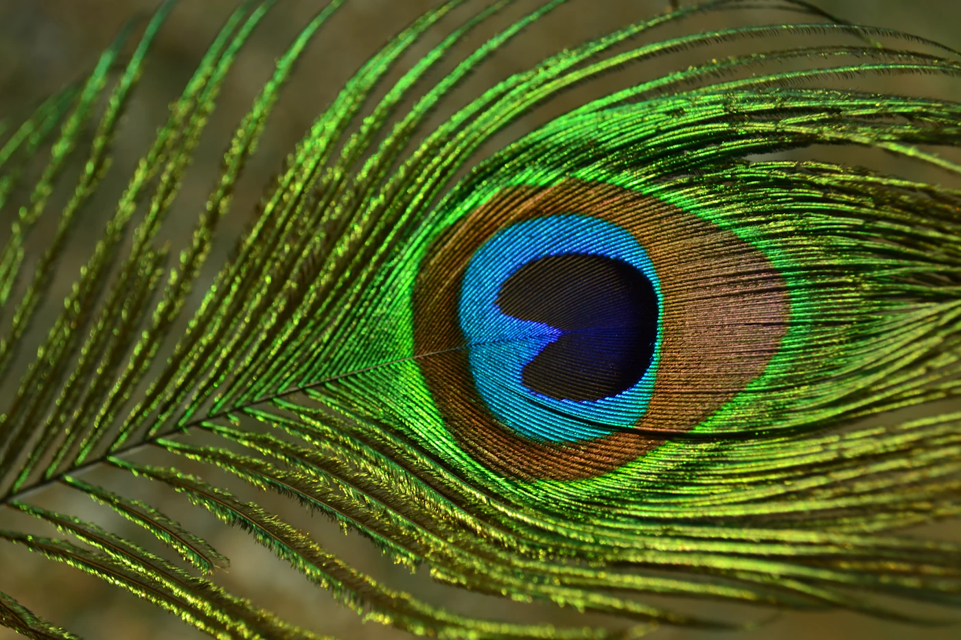 Close-up of a peacock feather in rich green and blue